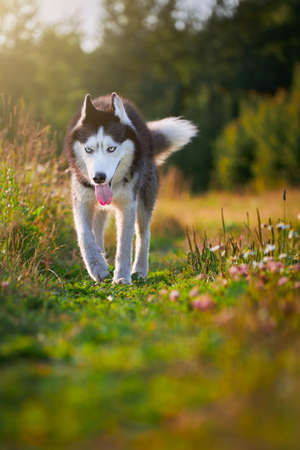 Husky dog on the walk.の写真素材
