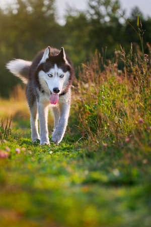 Husky dog on the walk.の写真素材