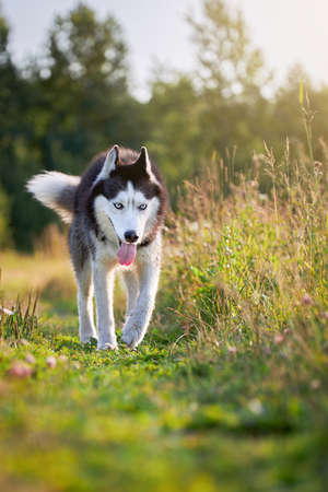 Husky dog on the walk.の写真素材