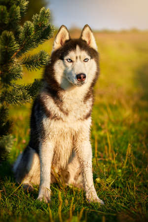 Portrait of a siberian husky dog on a meadow on a sunny day.の写真素材