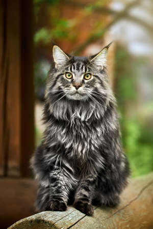 Big Maine Coon cat sitting on a well log and looking at the cameraの写真素材