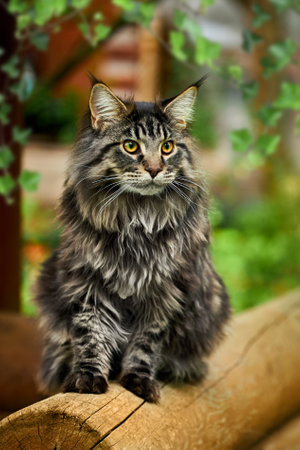 4K closeup of all kinds of cute fluffy maine coon catsの写真素材
