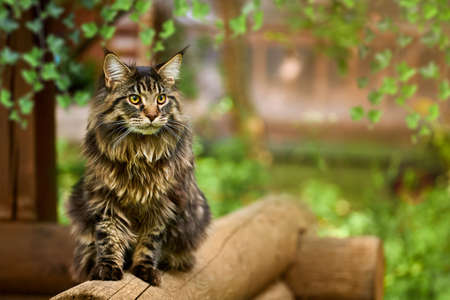 Large beautiful Maine Coon cat, close-up portrait striped domestic cat sitting on the log. Image for veterinary clinics, sites about cats, for cat foodの写真素材
