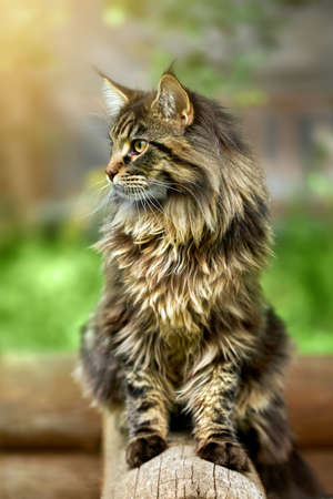 Close-up portrait of a striped domestic maine coon cat sitting on a log . Image for veterinary clinics, sites about cats, for cat foodの写真素材