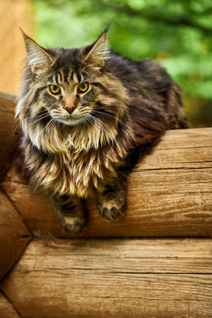Big beautiful Maine Coon cat on a log and looking at the cameraの写真素材