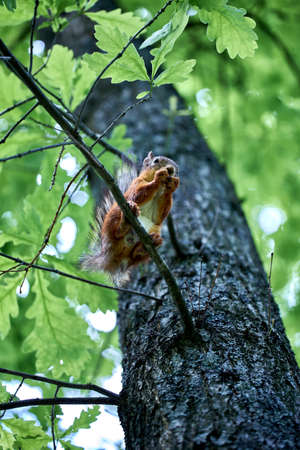 Cute squirrel in summer park on a tree branch against the background of foliageの写真素材