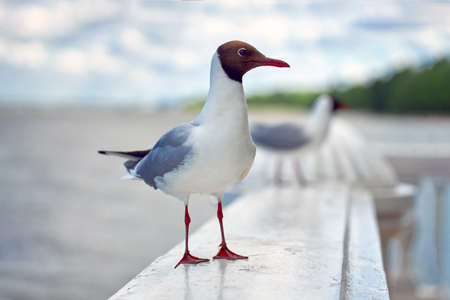 Seagull sits on a marble railing against the backdrop of the sea and blue sky. Close-up, seagull bird look at the cameraの写真素材