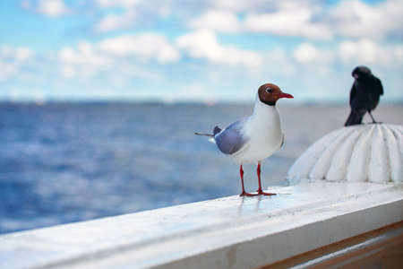 Seagull sits on a marble railing against the backdrop of the sea and blue sky. Close-up, seagull bird look at the cameraの写真素材