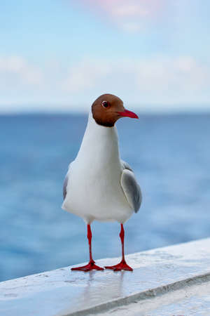 Seagull sits on a marble railing against the backdrop of the sea and blue sky. Close-up, seagull bird look at the cameraの写真素材