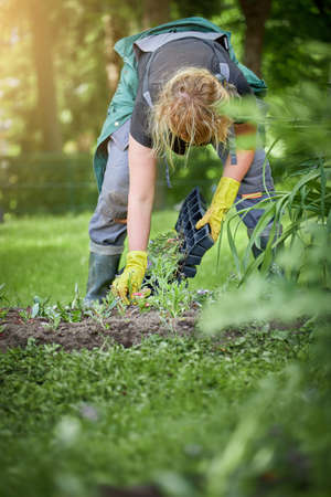 Woman gardener planting flowers in parkの写真素材