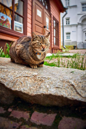 A cat slumbers on a large stone next to a wooden house on an old street in a small townの写真素材