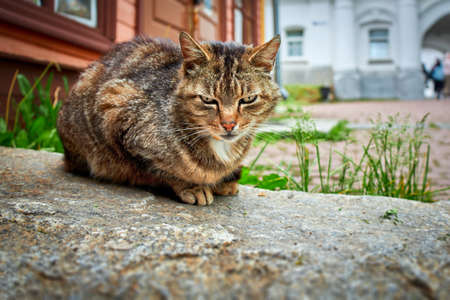 A cat slumbers on a large stone next to a wooden house on an old street in a small townの写真素材