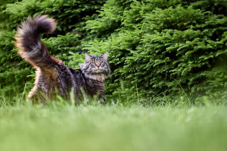 Beautiful large fluffy cat with long fluffy tail walks in the yard on green lawn in sunny dayの写真素材