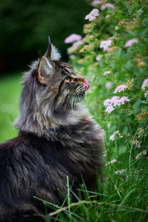Beautiful large fluffy cat in the yard on green lawn.の写真素材