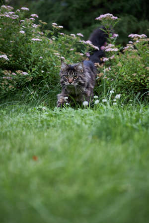 Beautiful large fluffy Maine coon cat with long fluffy tail walks in the yard on green lawn in sunny dayの写真素材
