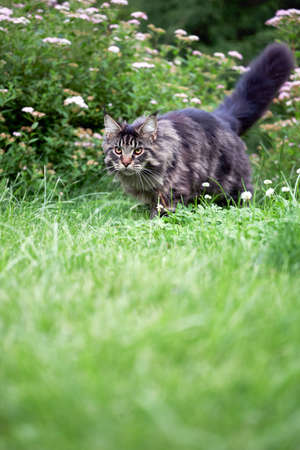 Beautiful large fluffy Maine coon cat with long fluffy tail walks in the yard on green lawn in sunny dayの写真素材