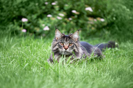 Maine-coon cat portrait on nature backgroundの写真素材