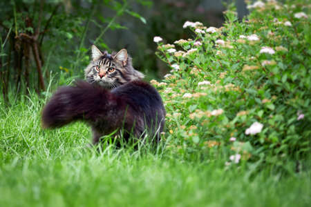 Beautiful large fluffy Maine coon cat with long fluffy tail walks in the yard on green lawn in sunny dayの写真素材