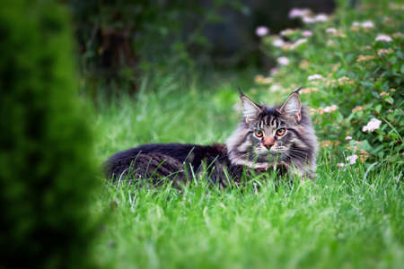 Beautiful large fluffy Maine coon cat with long fluffy tail walks in the yard on green lawn in sunny dayの写真素材