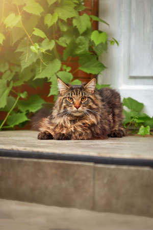 Portrait of a beautiful Maine Coon cat on a walk, close-up, front view.の写真素材
