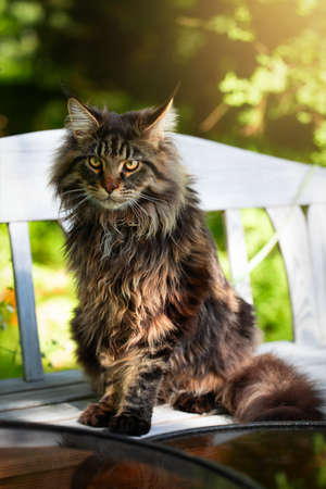 Shaggy big cat sitting on a white bench in a sunny park.の写真素材