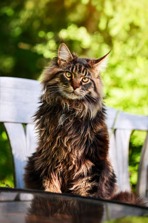 Shaggy big cat sitting on a white bench in a sunny park.の写真素材