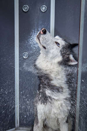 Husky dog shakes off in the shower after washingの写真素材