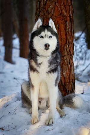 Portrait cute husky dog in sunny evining forest.の写真素材