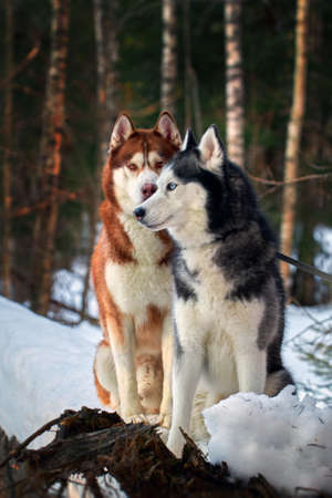 Awesome siberian husky dogs portrait on snow in winter forestの写真素材