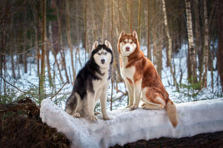 Awesome two siberian husky dogs on snow in winter sunny forestの写真素材