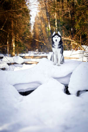 Cute Siberian husky dog in sunny winter forestの写真素材