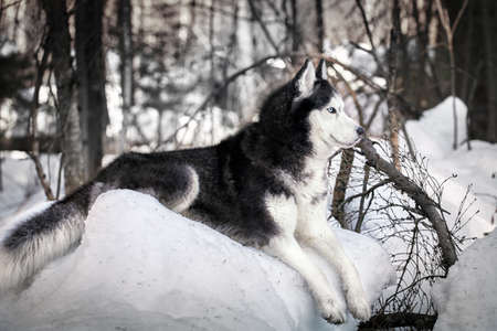 Cute haski dog looks around. High quality photo of husky dog.の写真素材