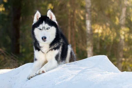 Portrait of siberian husky dog in winter forest.の写真素材