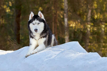 Portrait of siberian husky dog in winter sunny forest, copy space.の写真素材