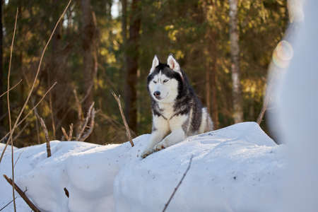 Portrait of siberian husky dog in winter forest.の写真素材