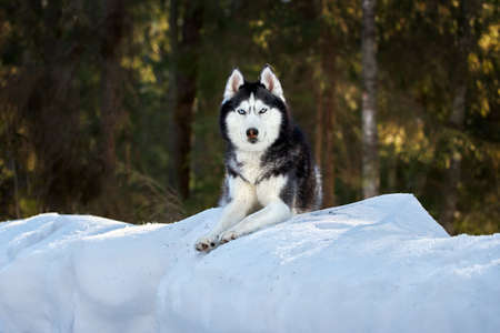 A husky dog lies in the snow in a winter forest. Portrait of a noble husky dog on the background of a coniferous forestの写真素材
