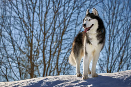 The husky dog sits in the snow in the rays of the morning rising sun in the winter forestの写真素材