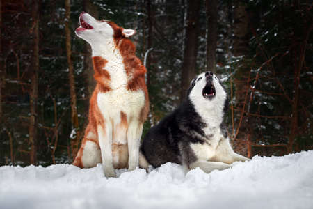 Steam from the mouths of howling husky dogs in a winter cold forestの写真素材