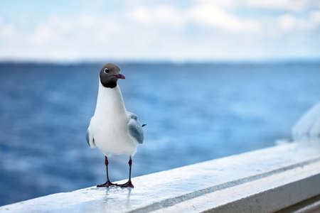Seagull portrait against sea shore. copyspace.の写真素材