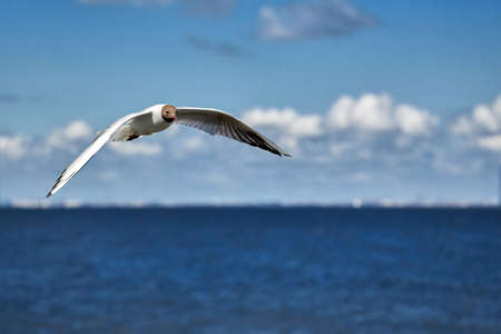 A seagull soaring in the blue sky flying over the seaの写真素材