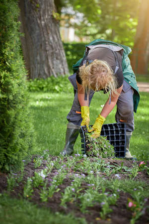 Woman gardener planting flowers in parkの写真素材