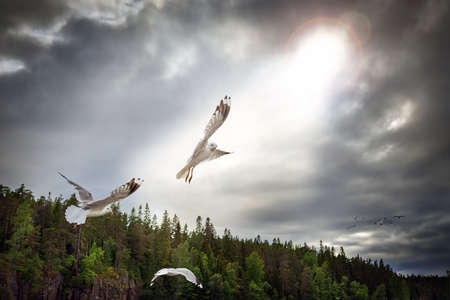 A flock of seagulls in the rays of the sun against a stormy dramatic sky.の写真素材