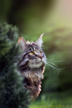 Portrait of a beautiful Maine Coon cat on a walk, close-up, side viewの写真素材