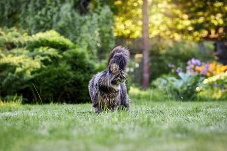 Fluffy Maine Coon cat walks on a green lawn in park and looks at the camera.の写真素材