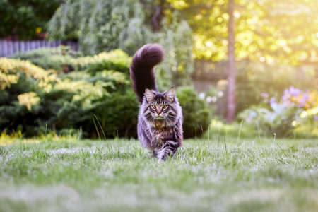 Fluffy Maine Coon cat walks on a green lawn and looks at the camera.の写真素材