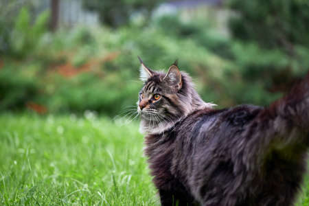 Fluffy Maine Coon cat walks on a green lawn in parkの写真素材