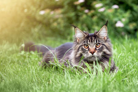 Portrait of a beautiful Maine Coon cat on a walk, close-up, front viewの写真素材