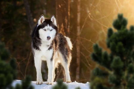 Beautiful blue-eyed Siberian husky dog on the walk in winter sunny forest. Husky dog stands on the snow among the coniferous forest.の写真素材