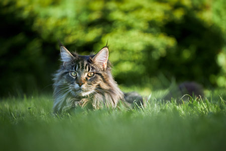 Large beautiful Maine Coon cat, portrait striped domestic cat resting in the grassの写真素材