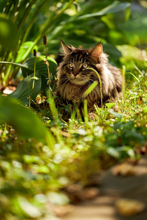 Large beautiful Maine Coon cat, portrait striped domestic cat resting in the grass, warm sunny light in shady bushes.の写真素材